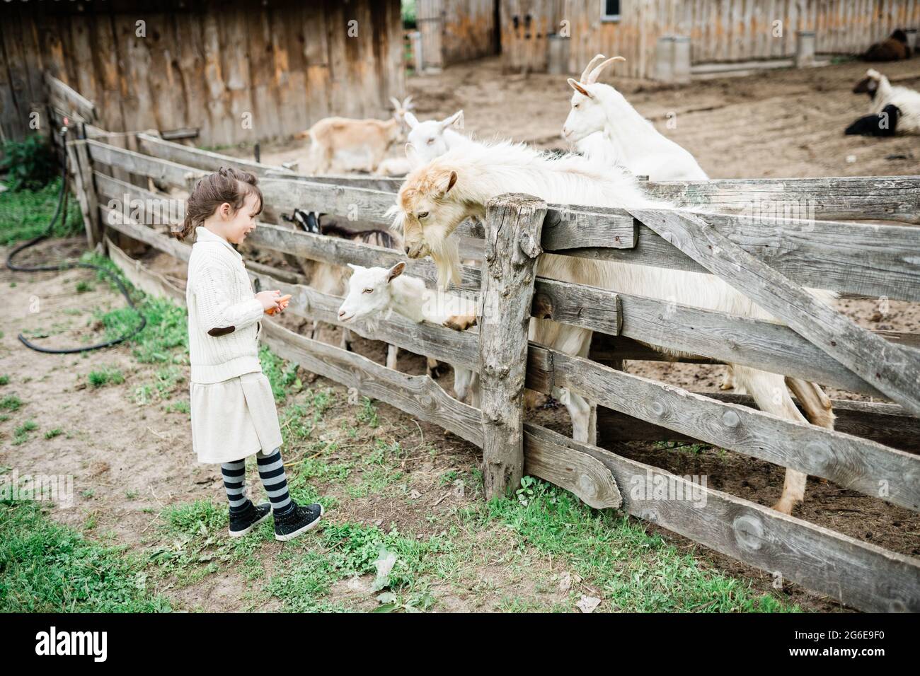 Little girl feeding goats on the farm Stock Photo - Alamy