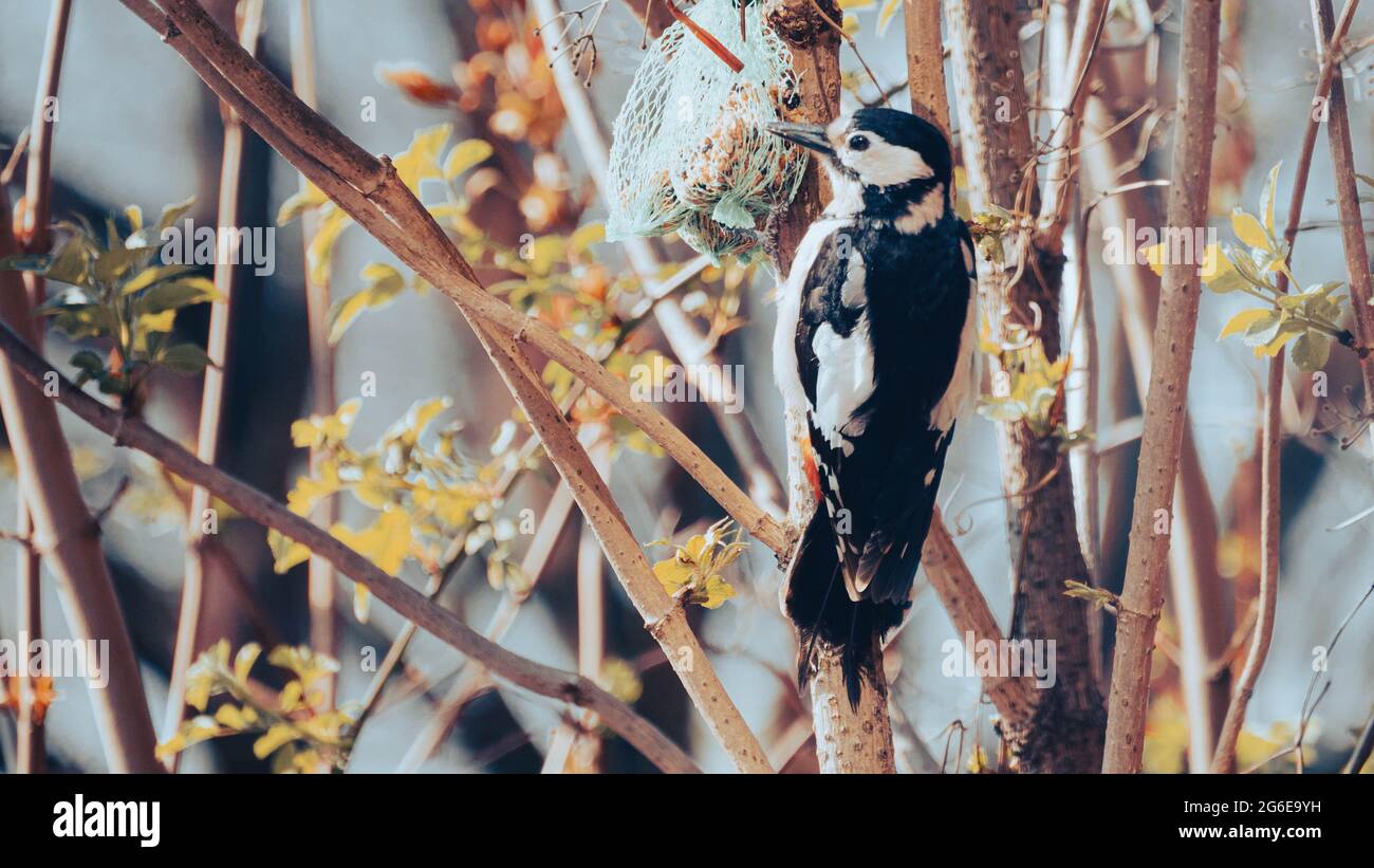 Great Woodpecker eating a bird fat ball Stock Photo