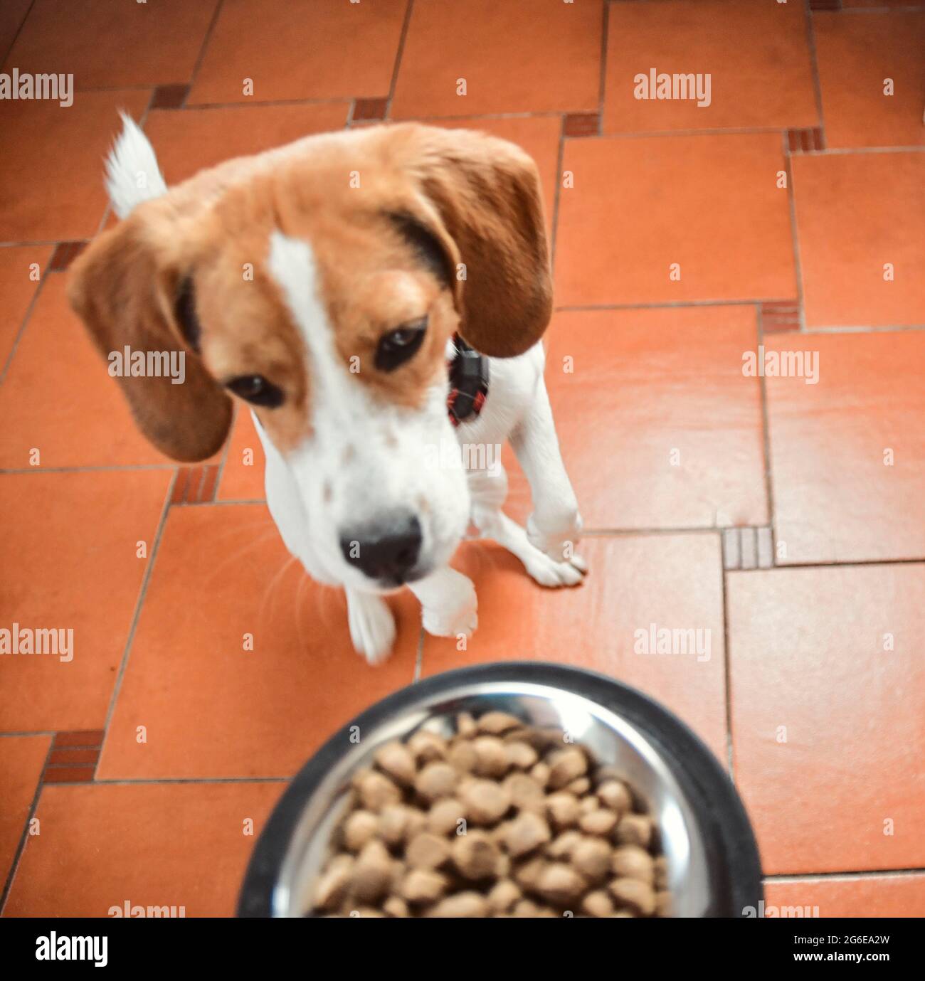 Cute obedient beagle dog eating a tasty hamburger on isolated background  Stock Photo - Alamy