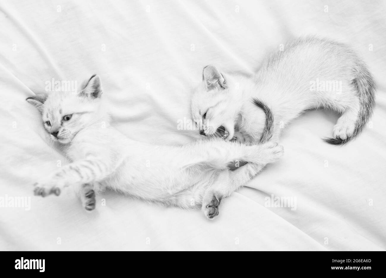 Cute little kittens relax on white blanket. Small cat. love and