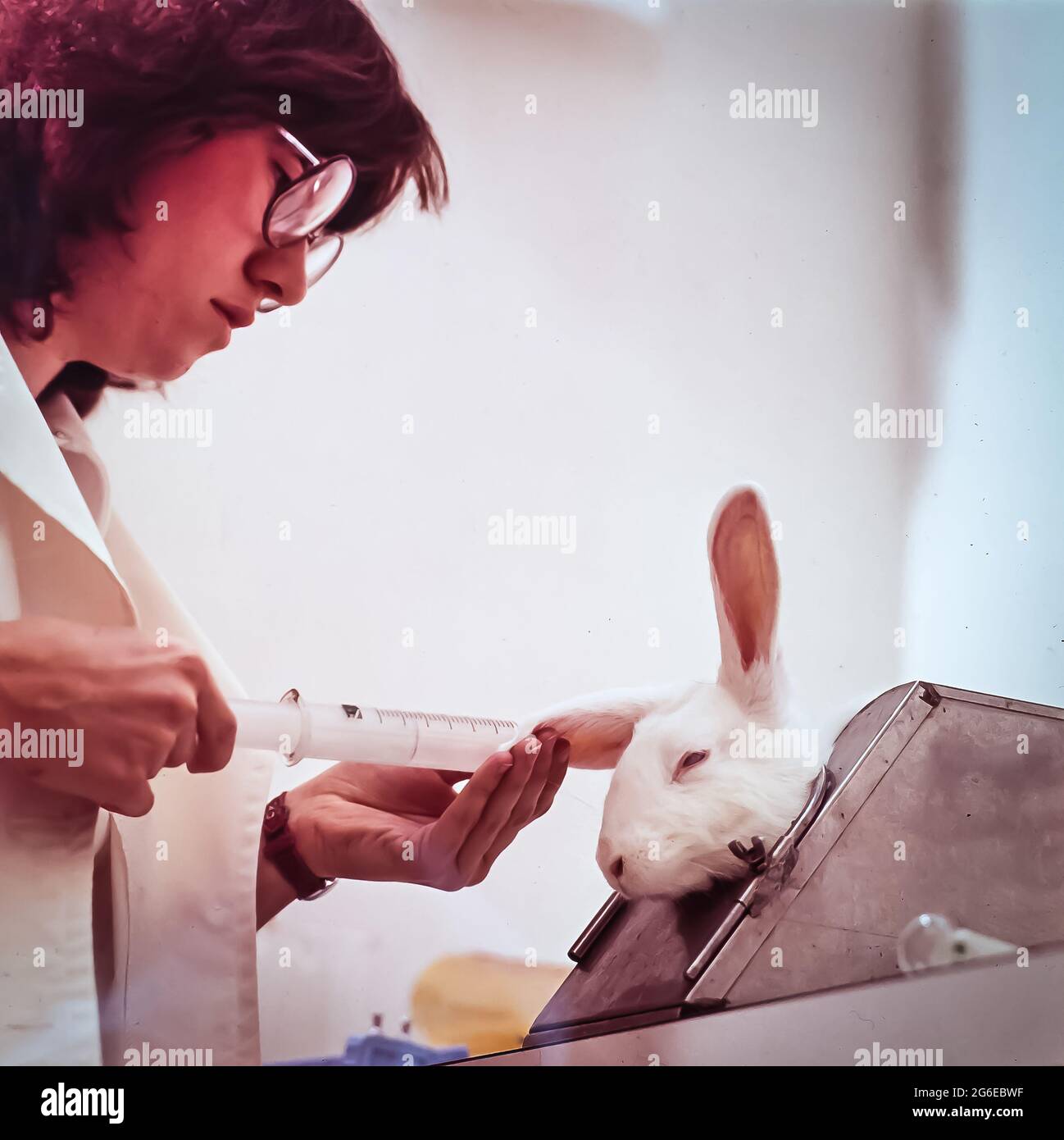 Animal testing by lab technician Stock Photo Alamy