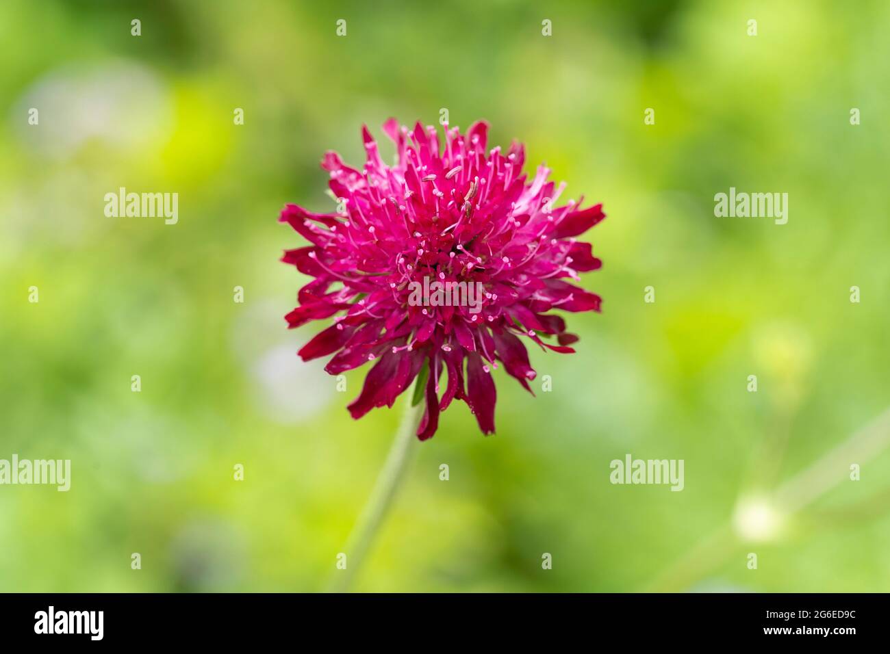 Macro closeup of a magenta coloured Knautia macedonica Griseb. flower - Macedonian Scabious - flowering in July in a garden in Worcestershire, England Stock Photo