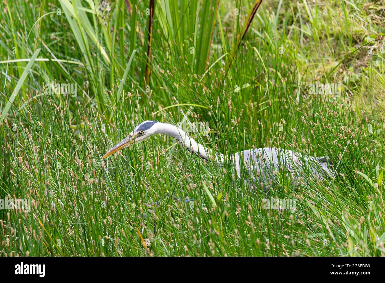 Grey heron (Ardea cinerea, from the family Ardeidae) stalking its prey at the edge of a lake and camouflaged in grass. Worcestershire, England Stock Photo