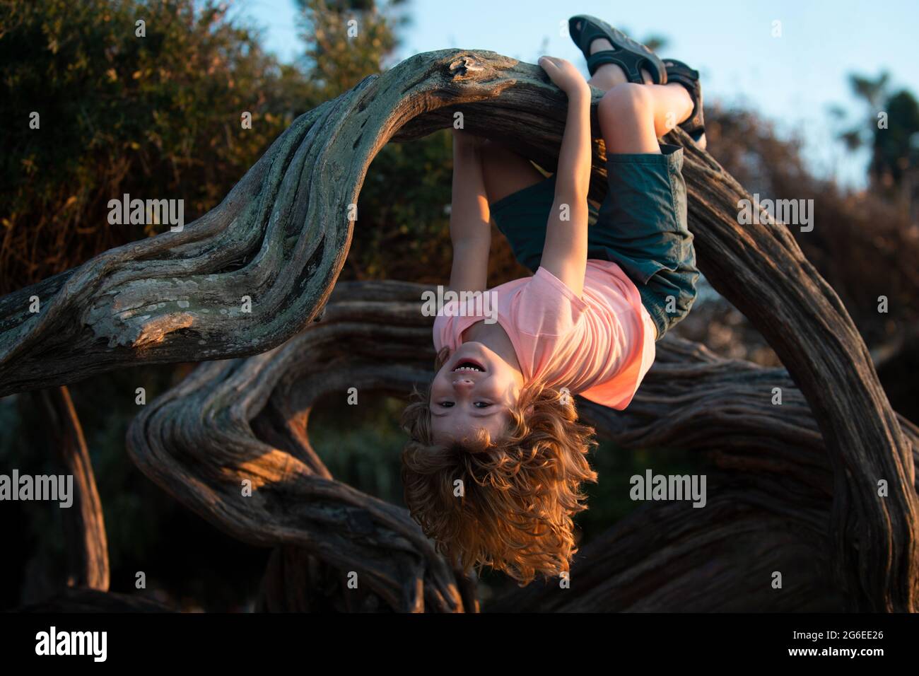 Child climbing tree. Cute kid climbing the tree in the park, happy childhood concept. Stock Photo