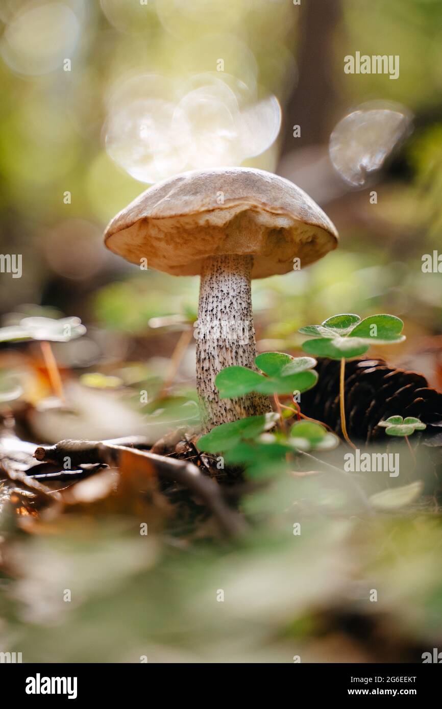 Brown boletus in the forest close-up Stock Photo
