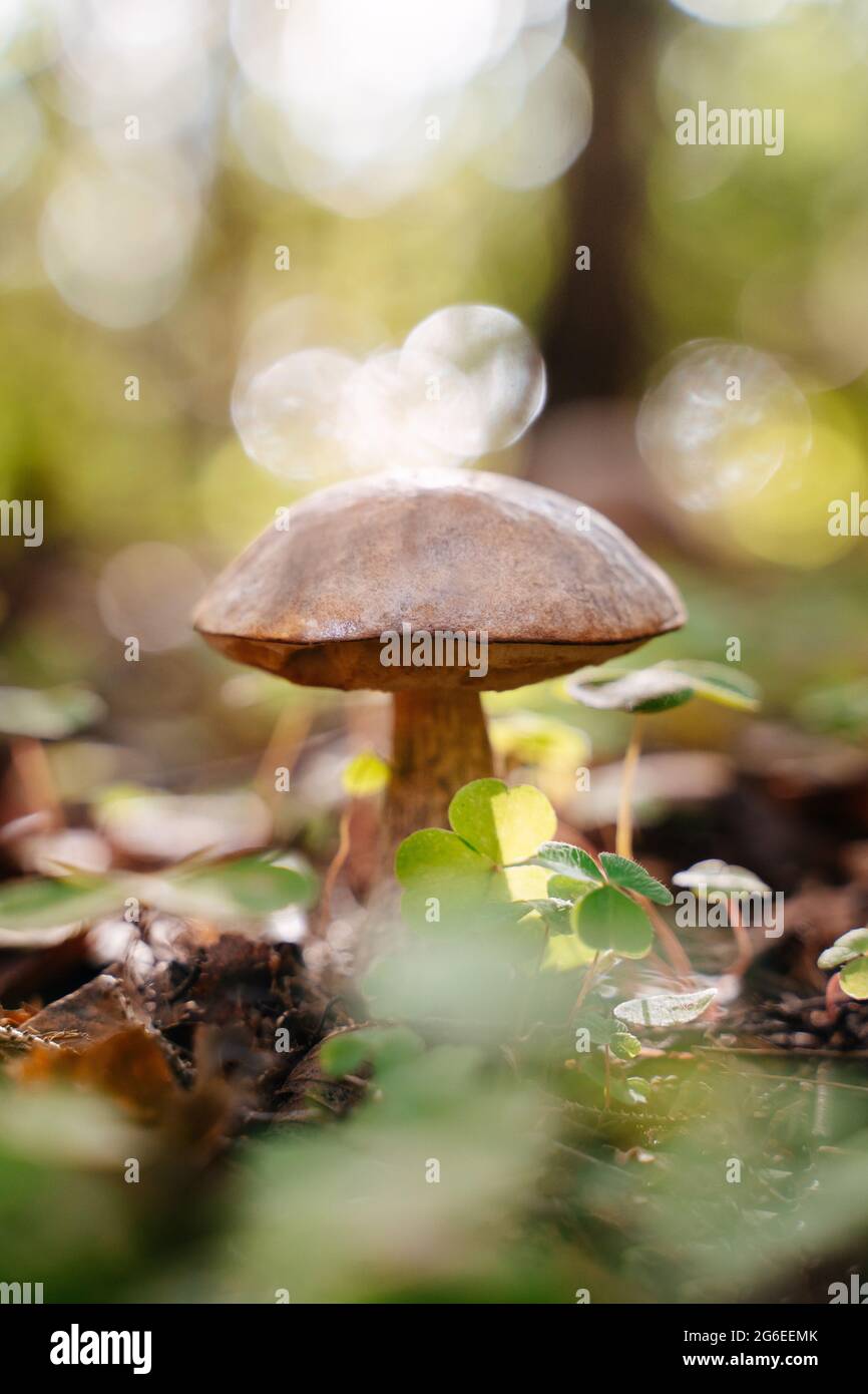 Close-up of edible mushroom cap in forest Stock Photo