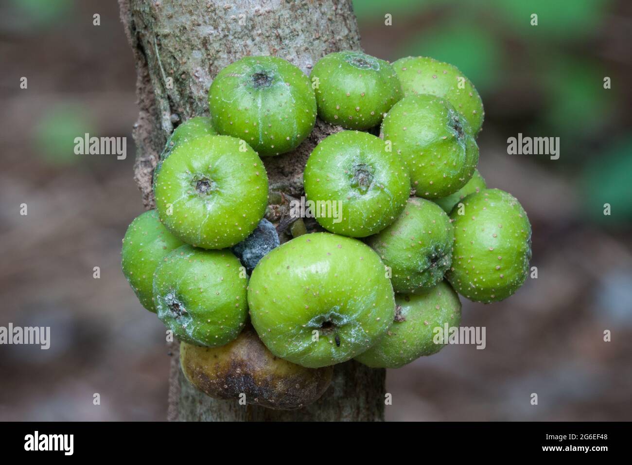 Close up of a clump of ripening fruits of Red-leaf Fig (Ficus congesta). Photographed in Cow Bay, Far North Queensland, Australia Stock Photo