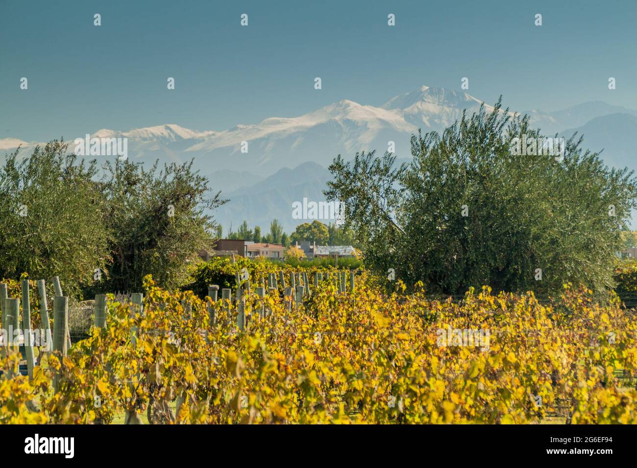 Vineyard near Mendoza, Argentina. Andes mountains in the background. Stock Photo