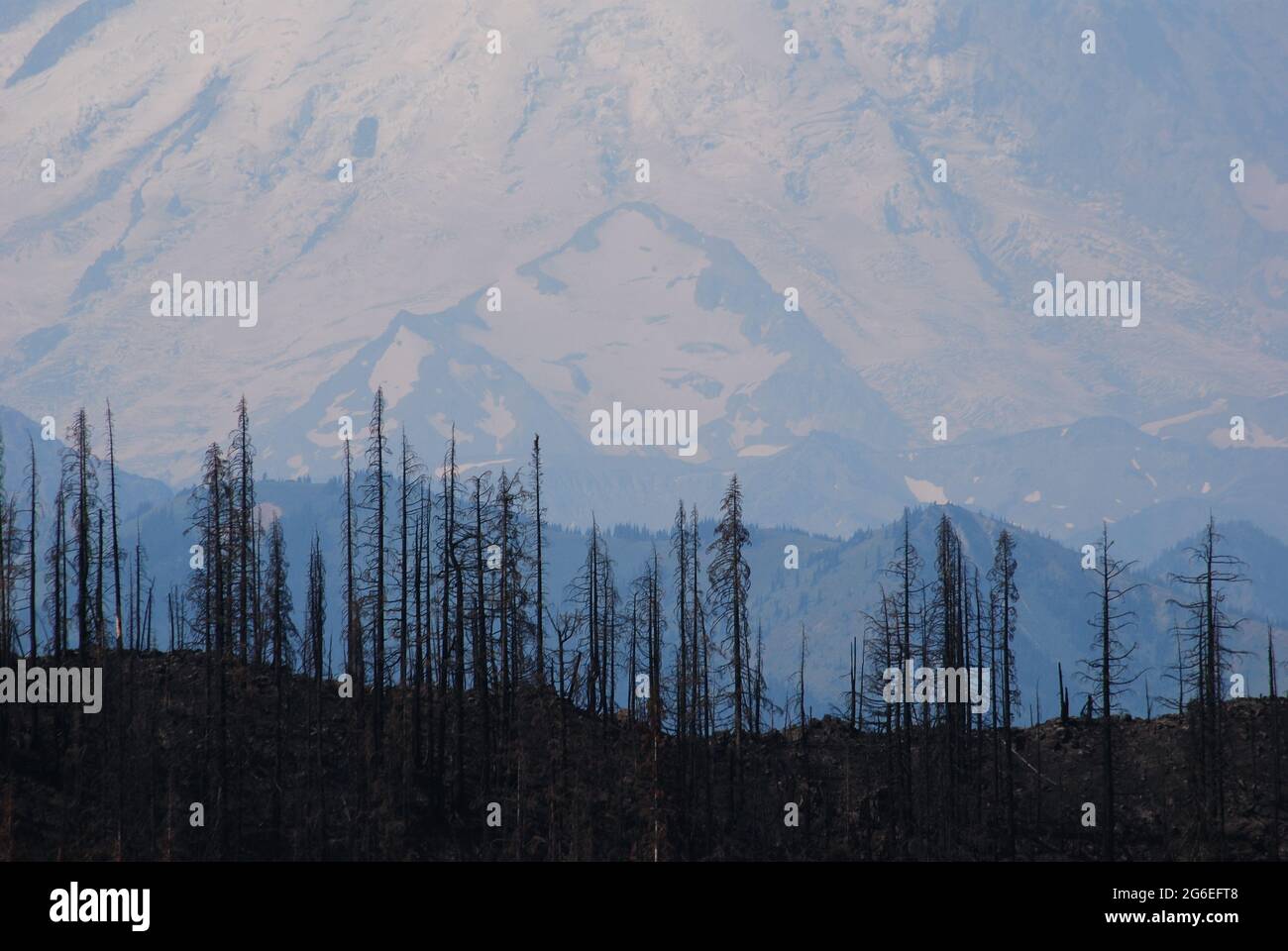 Forest fire ravaged trees hi-res stock photography and images - Alamy