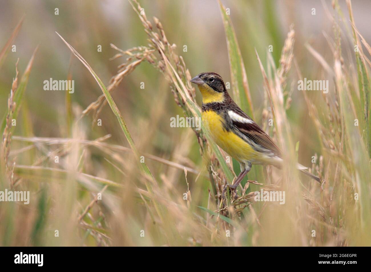 yellow-breasted-bunting-emberiza-aureola-adult-male-in-rice-field