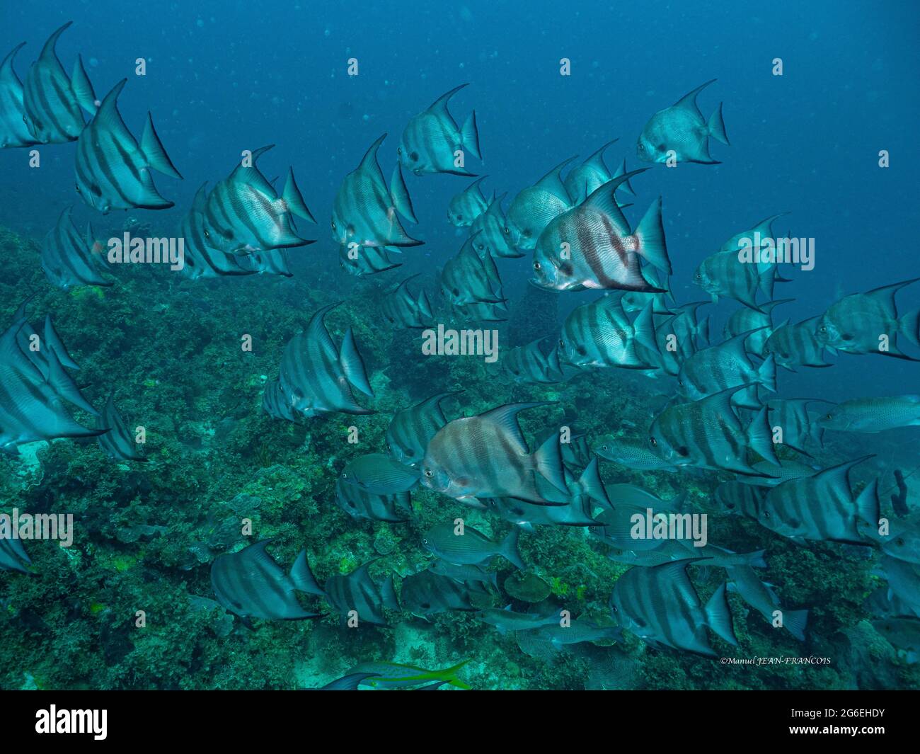 the seabed teeming with life Stock Photo