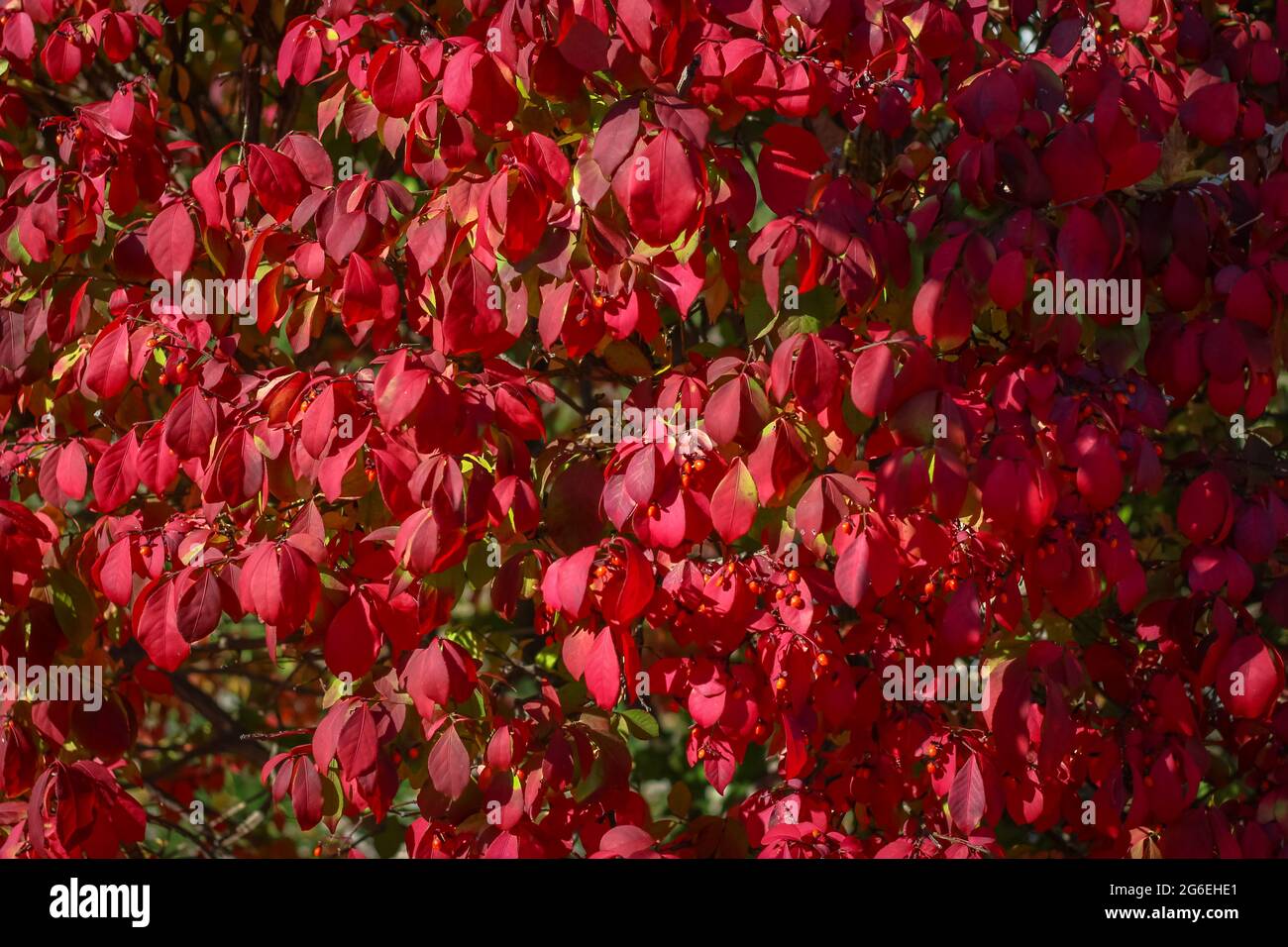 Leaves change color hi-res stock photography and images - Alamy