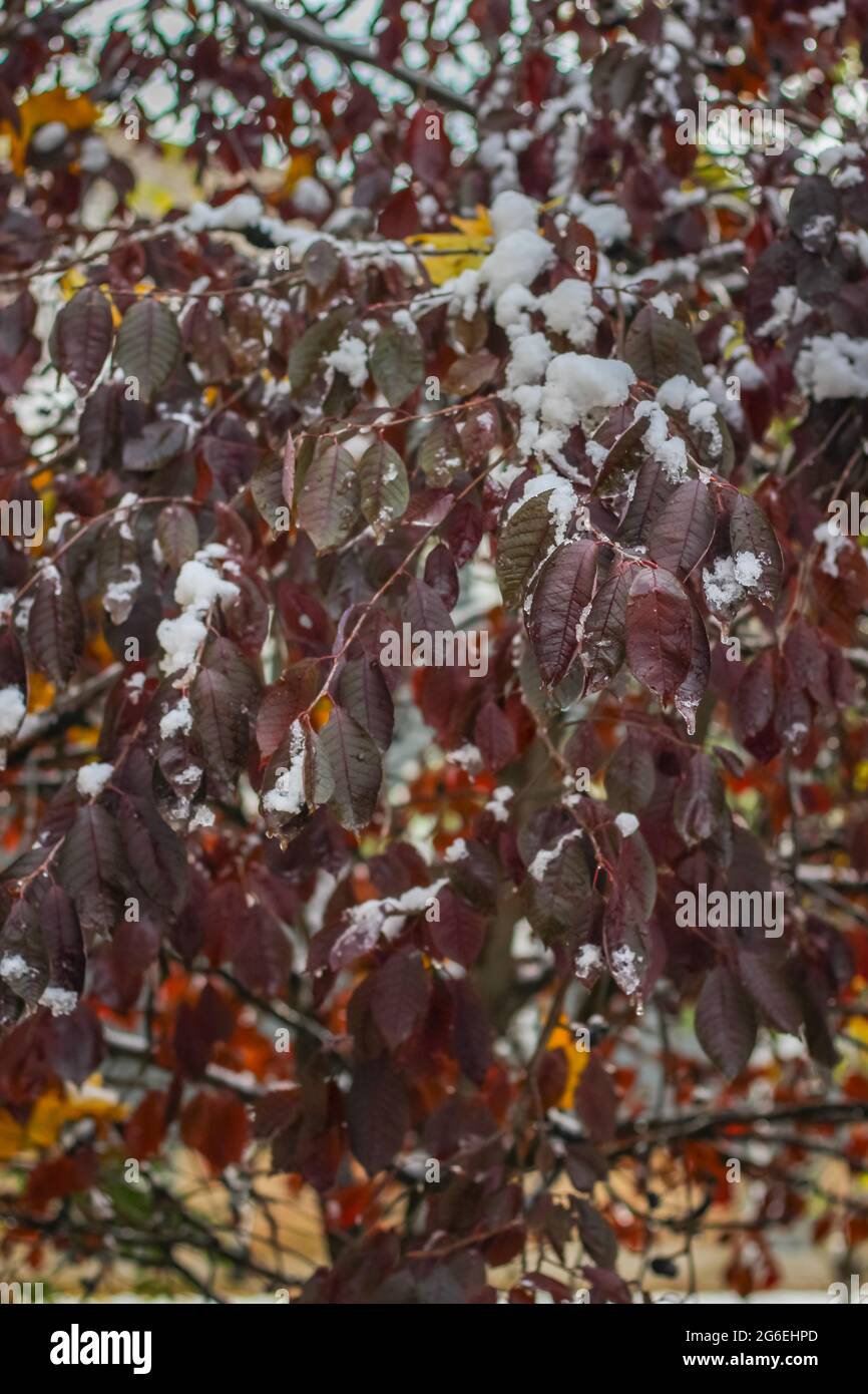 fall to winter plants, trees, and leaves changing colors Stock Photo