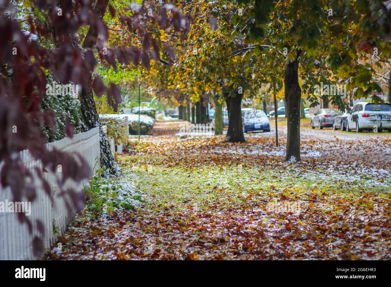 fall to winter plants, trees, and leaves changing colors Stock Photo