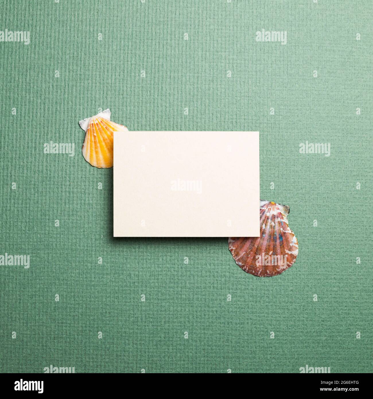 Blank memo pad and seashell on green background. summer marine decoration. top view, copy space Stock Photo
