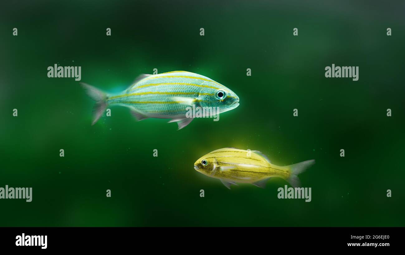 Glofish Stock Photo