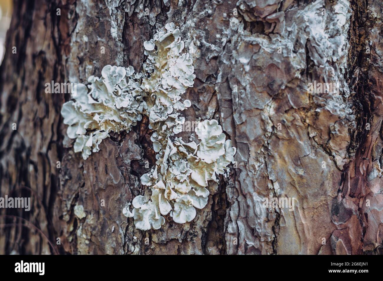 Close-up shot. Greenshield foliose white tube bone pillow lichen Parmeliaceae family Hypogymnia Physodes growing on bark coniferous tree in forest Stock Photo