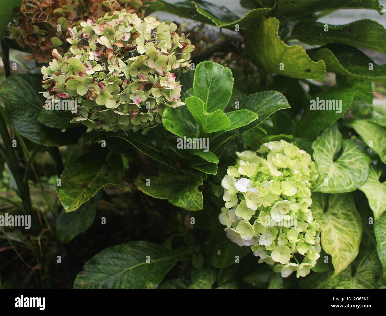 beautiful and romantic mountain hydrangea flowers, colorful and exotic Stock Photo