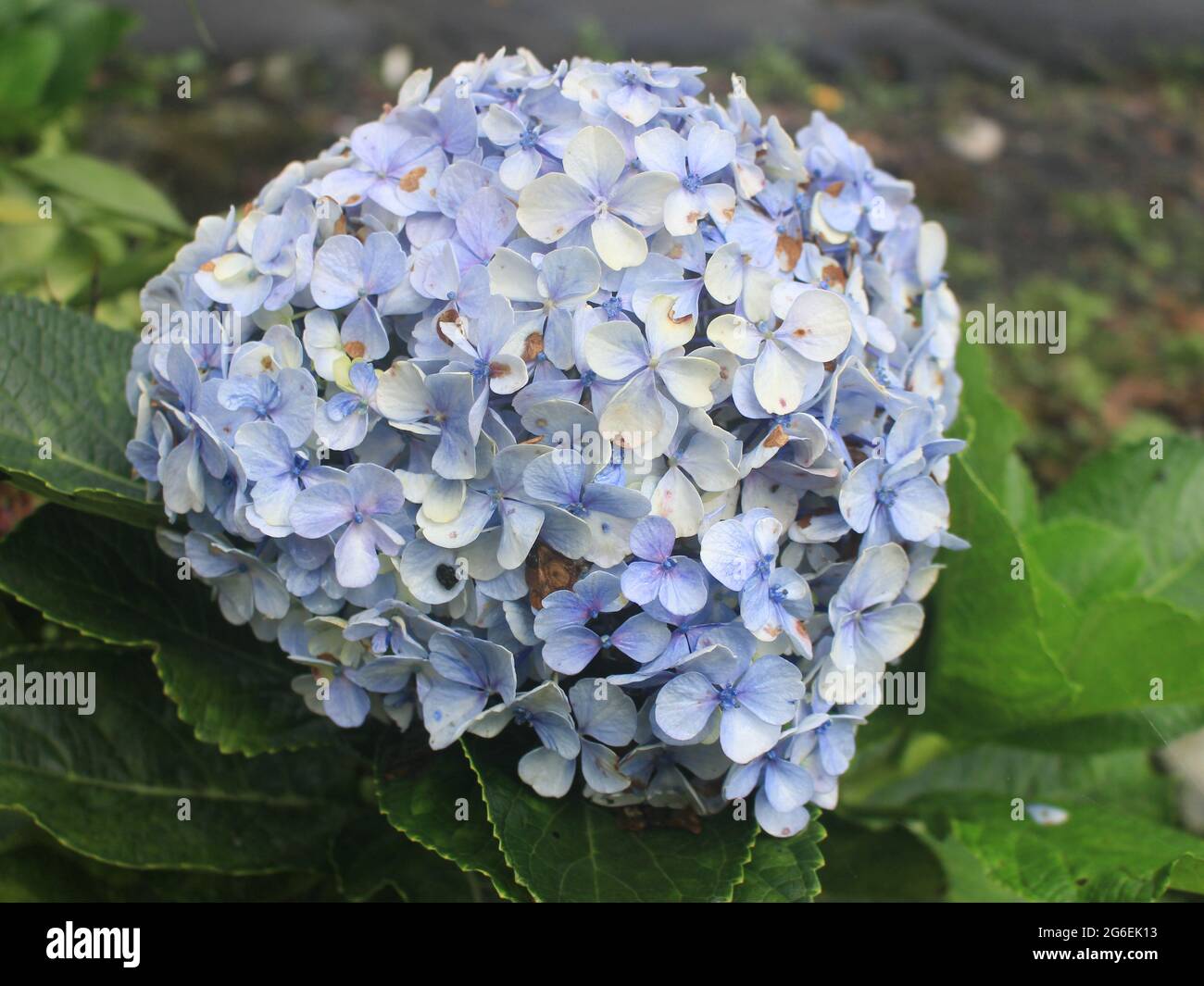 beautiful and romantic mountain hydrangea flowers, colorful and exotic Stock Photo