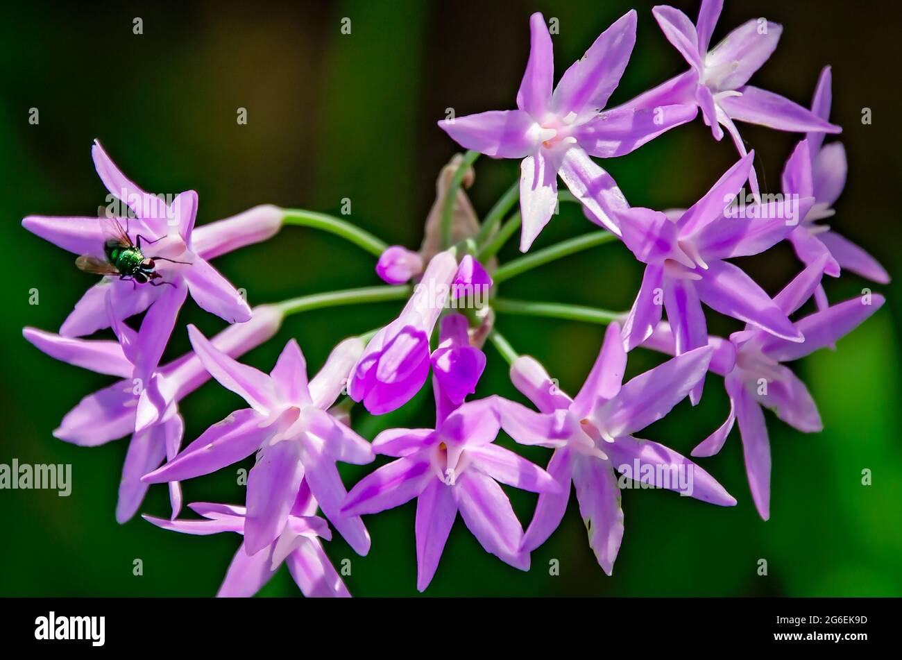 A green bottle fly feeds on a Society Garlic flower at Fort Maurepas