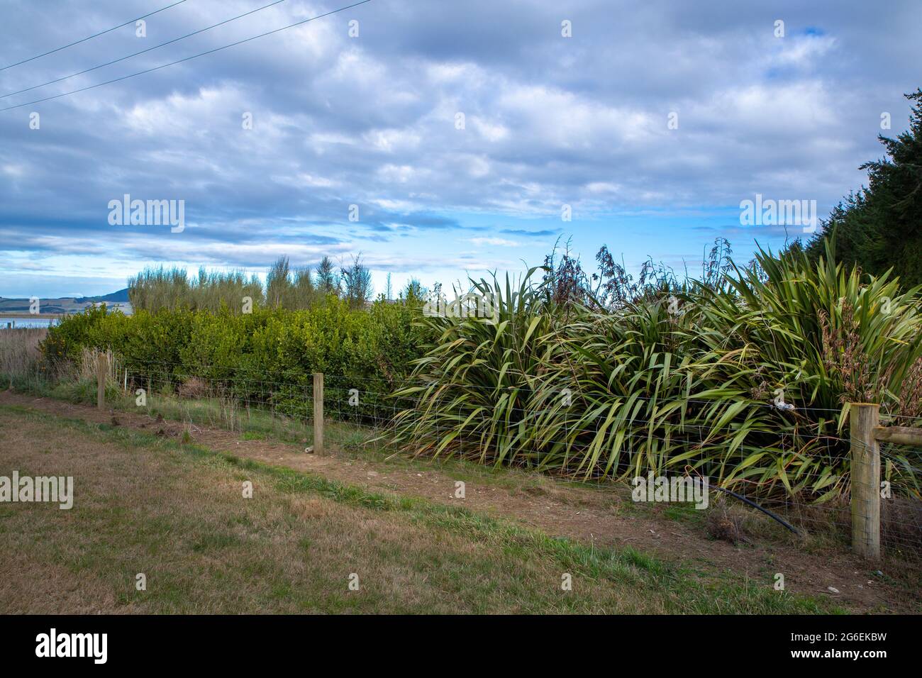 Native plants and trees are planted along farm fences and around waterways to provide a habitat and place for birds and bugs in New Zealand Stock Photo