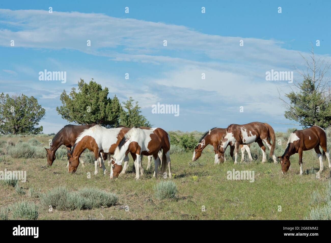 Wild horses (mustangs) in the South Steens Herd Management Area Oregon Stock Photo