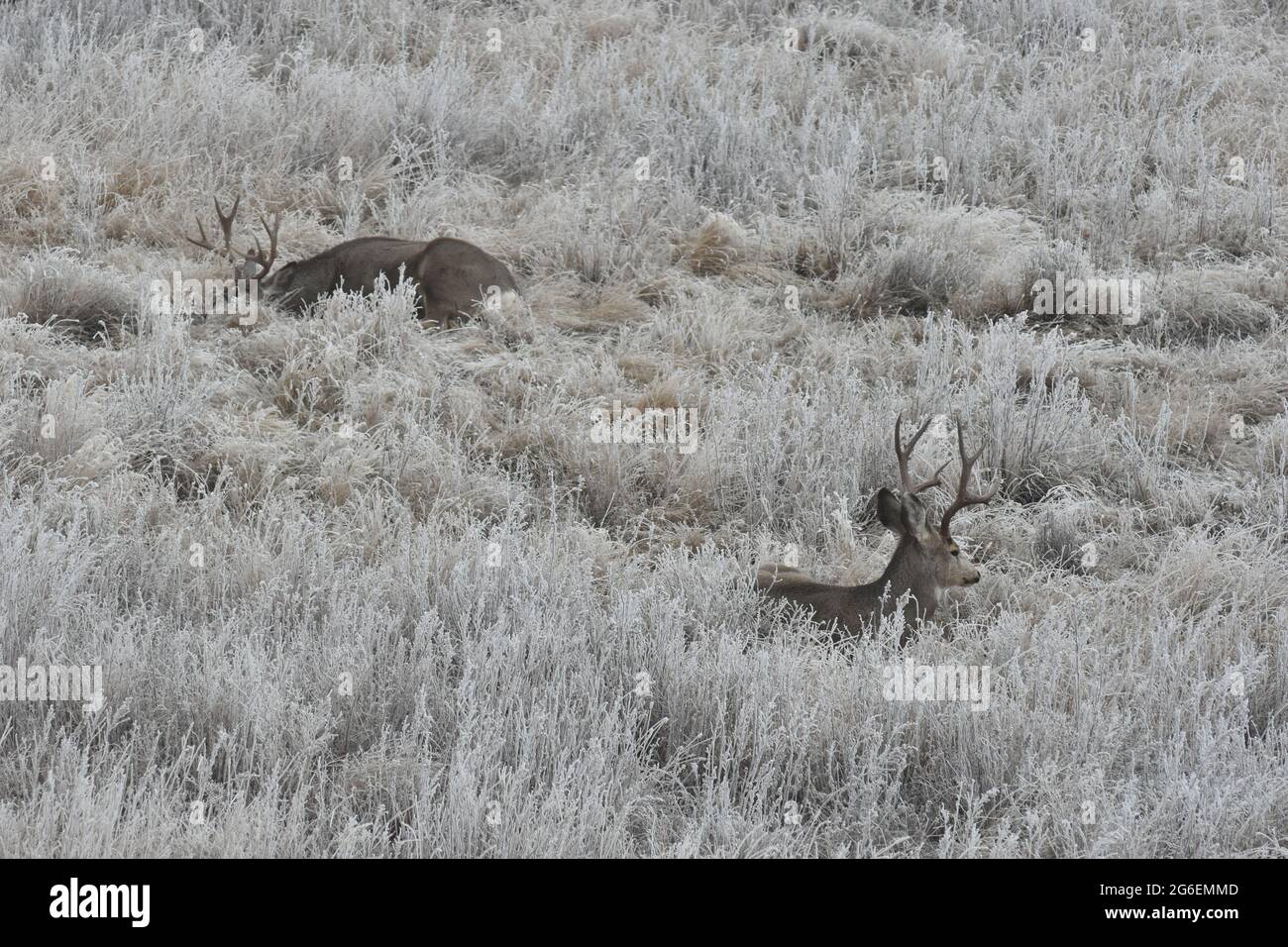 Two Mule Deer Bucks Laying in Snow Frosted Grass in Alberta's Prairies Stock Photo