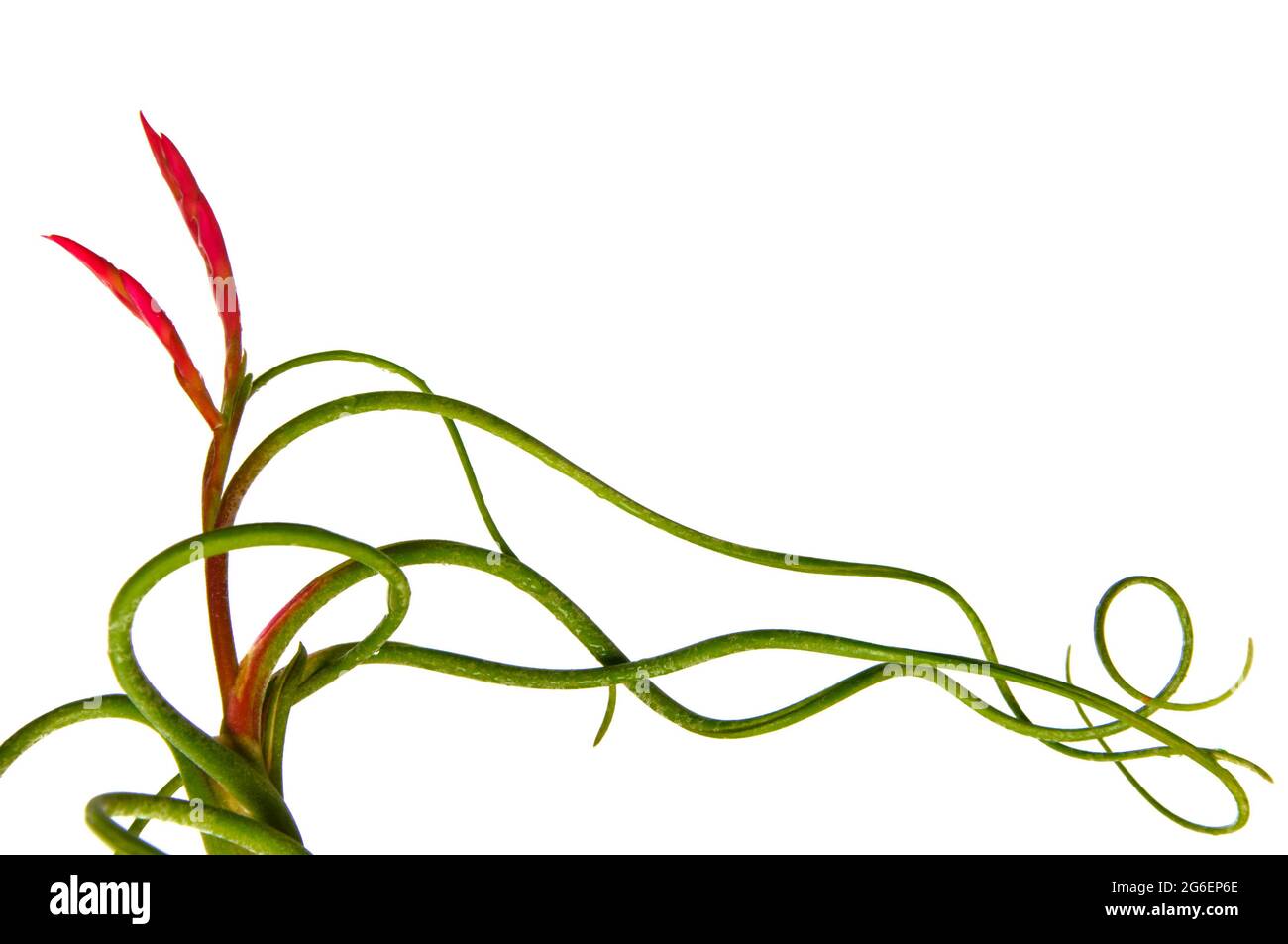 Tillandsia on branch hi-res stock photography and images - Alamy