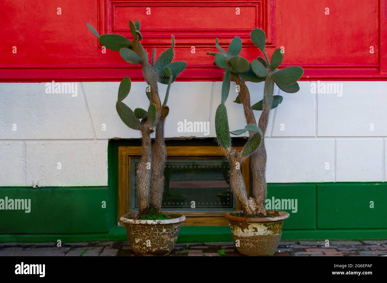 Colorful wall in red white green horizontal stripes. Wall with cacti flower in Mexican flag colors. Hungary flag painted at the wall. Stock Photo