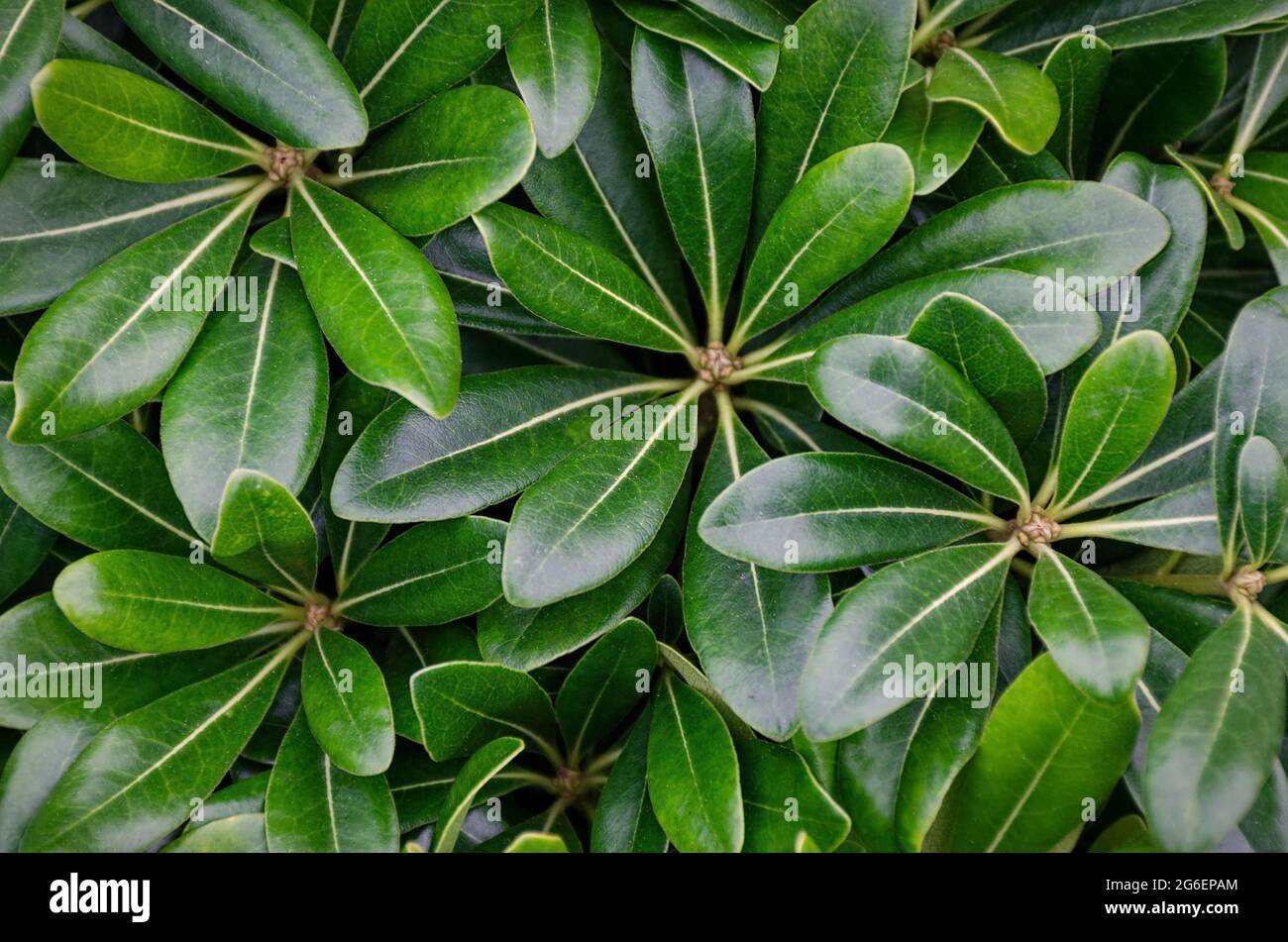 Shiny wet green leaves background. Top view tropical leaves wallpaper Stock Photo