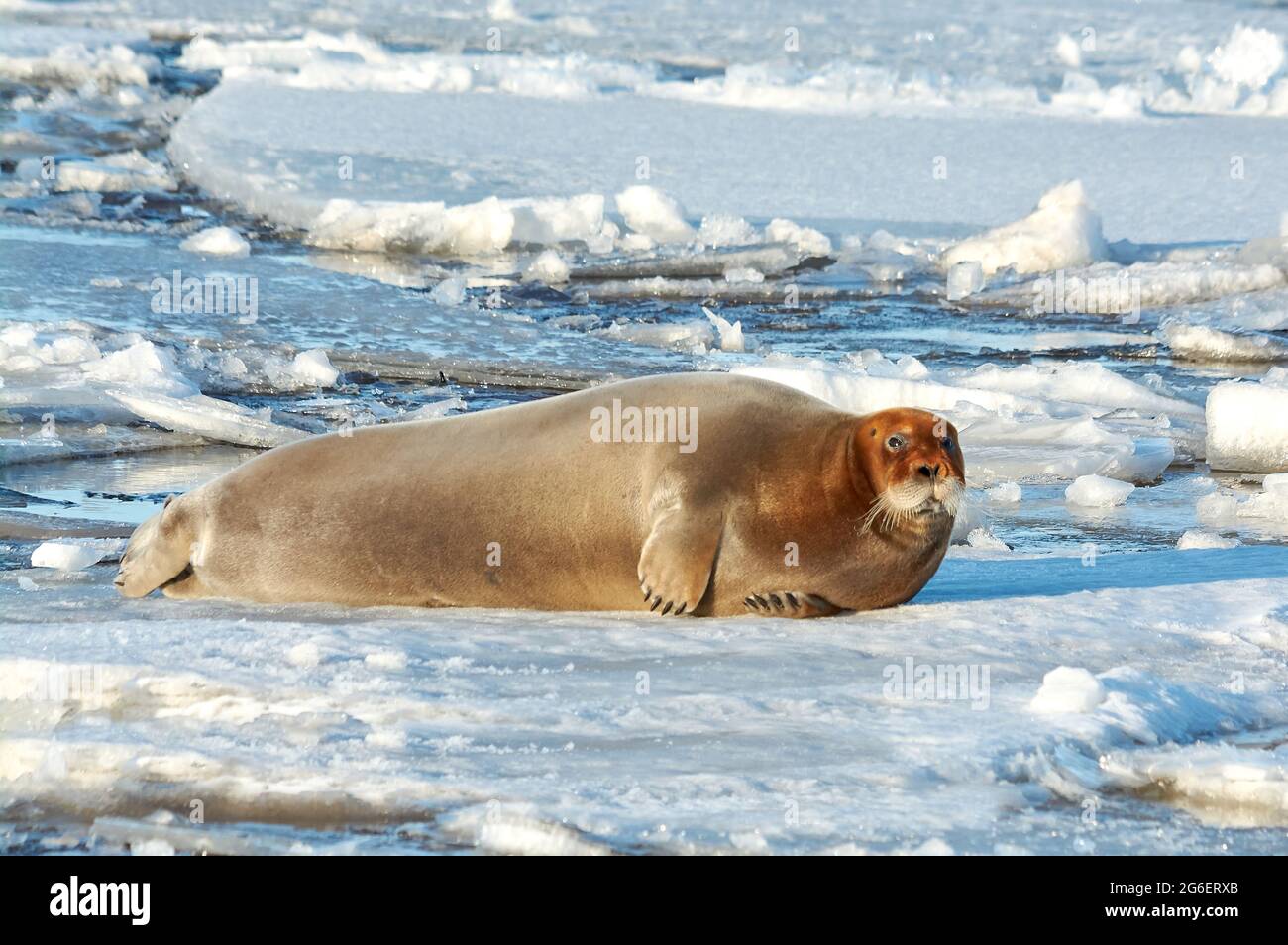 the seal is lying on the ice and resting basking in the sun Stock Photo