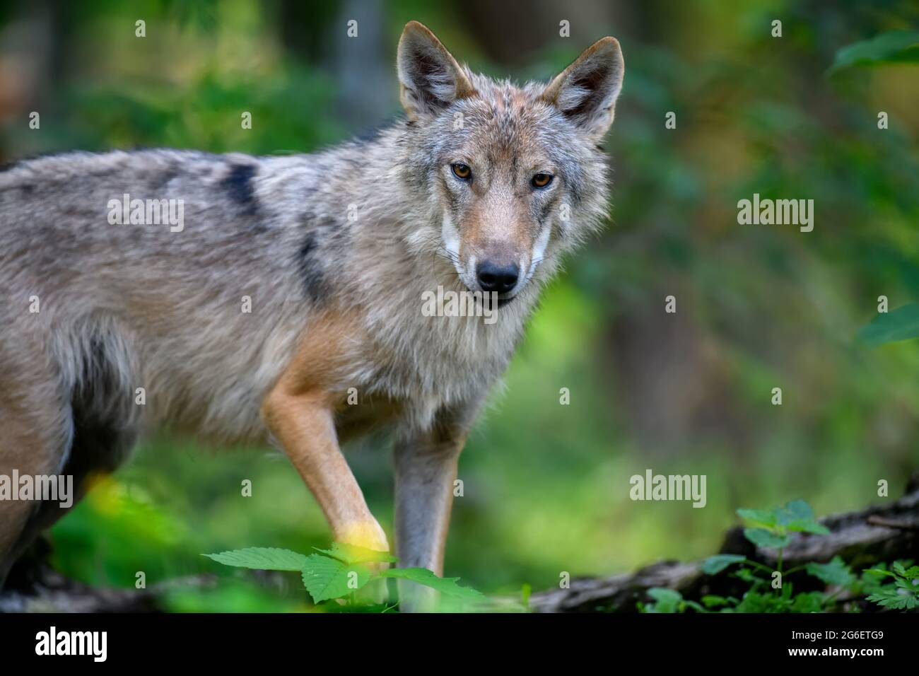 Wolf portrait in summer forest. Wildlife scene from nature. Wild animal ...