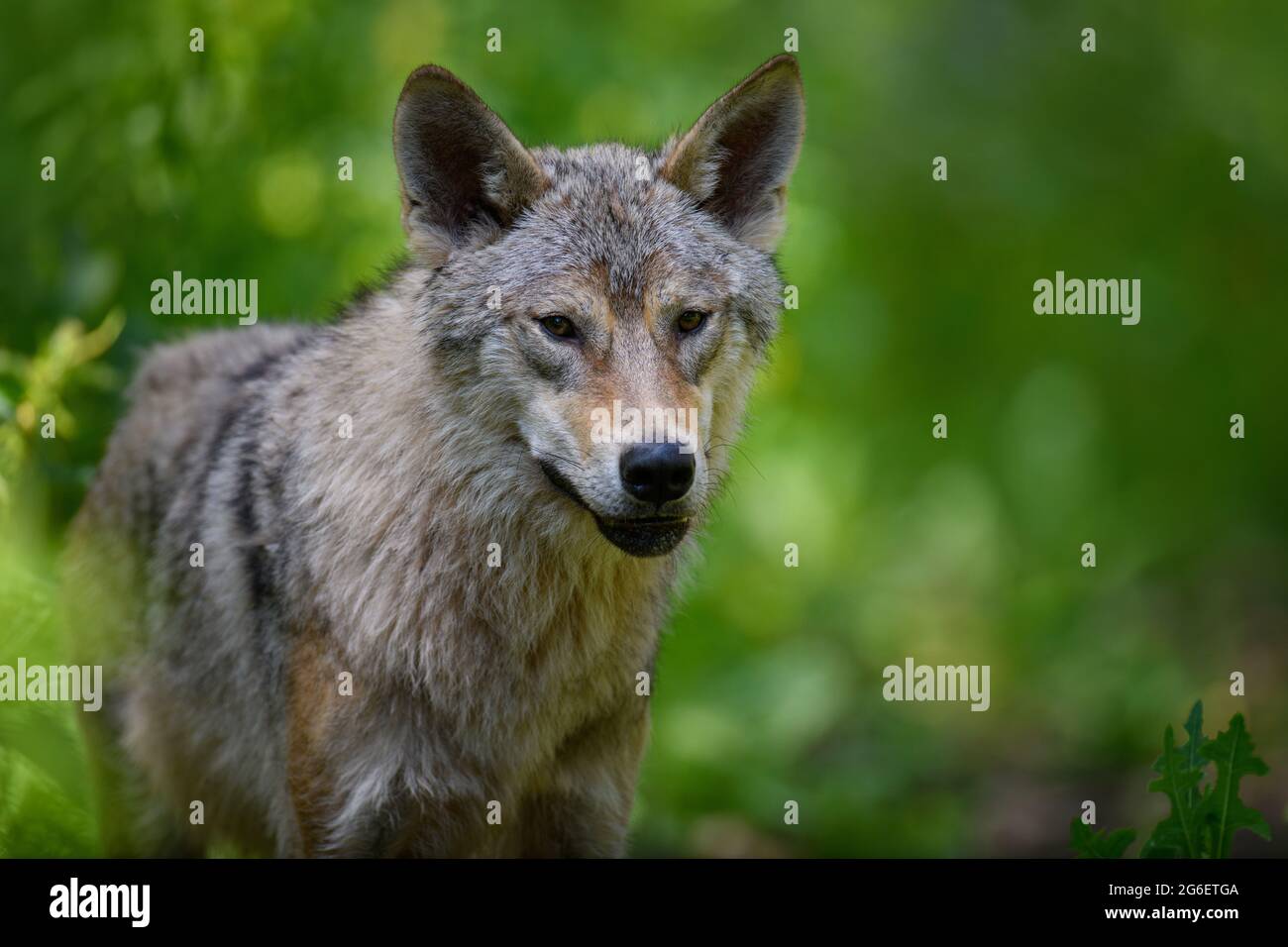 Wolf portrait in summer forest. Wildlife scene from nature. Wild animal ...