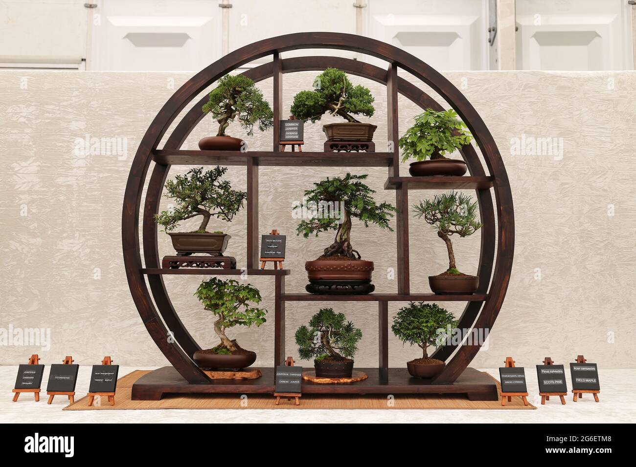 Bonsai display, Driftwood Bonsai, Floral Marquee, RHS Hampton Court