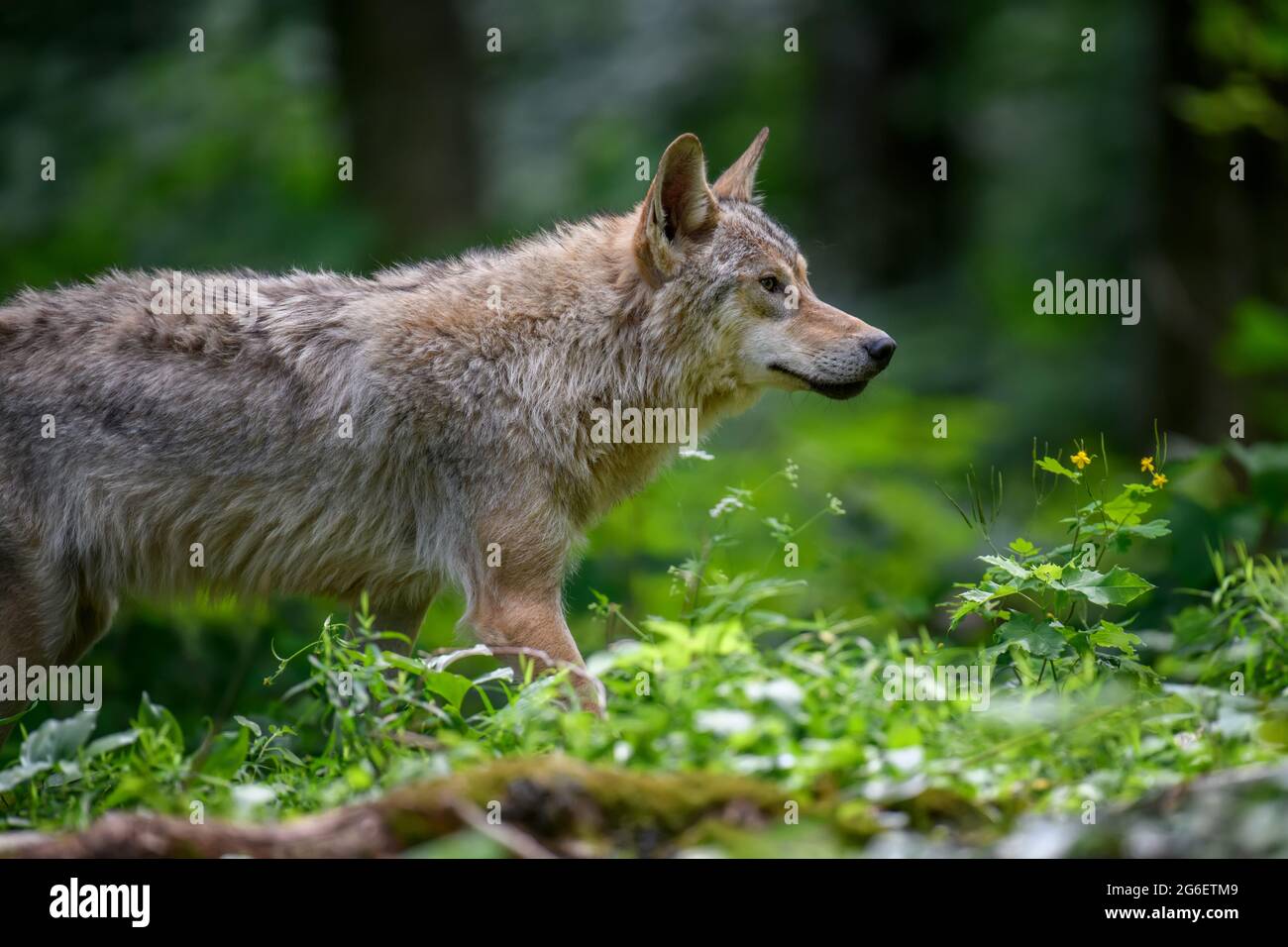 Close Wolf in summer forest. Wildlife scene from nature. Wild animal in ...