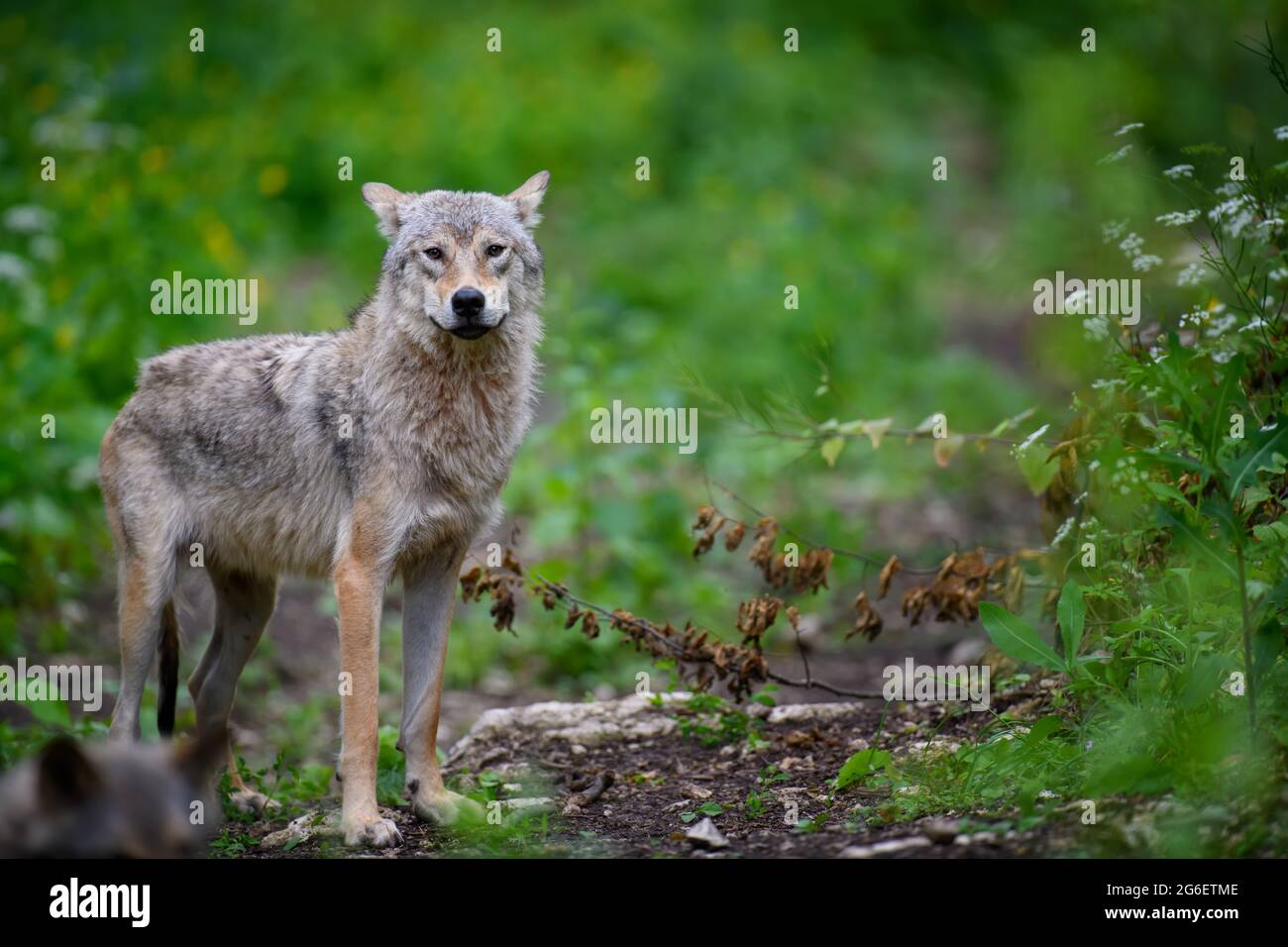 Close Wolf in summer forest. Wildlife scene from nature. Wild animal in ...