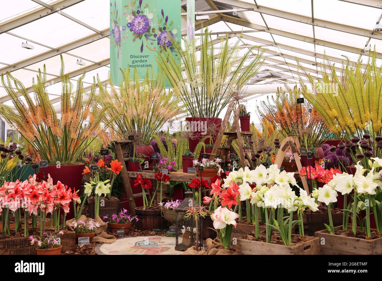 Pleione and Hippeastrum display, Jacques Amand, Floral Marquee, RHS Hampton Court Palace Garden Festival 2021, 5 July 2021, London, England, UK Stock Photo