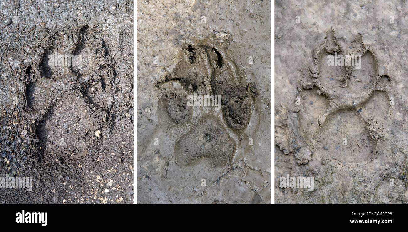 Wolf Tracks In Mud
