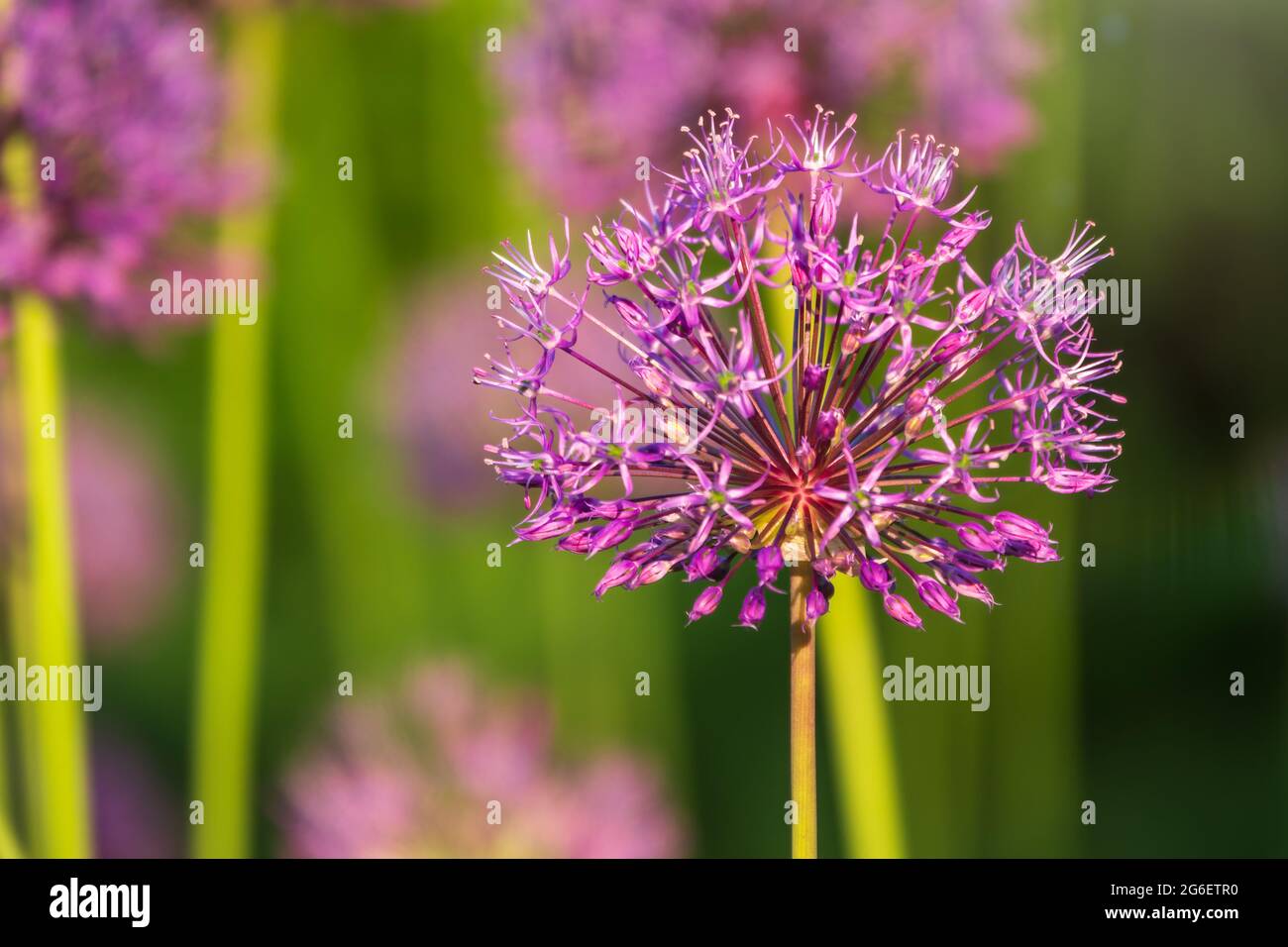 Close-up of the inflorescence of the Rosenbachian onion, Allium rosenbachianum, blooming in the garden in spring or summer. Stock Photo