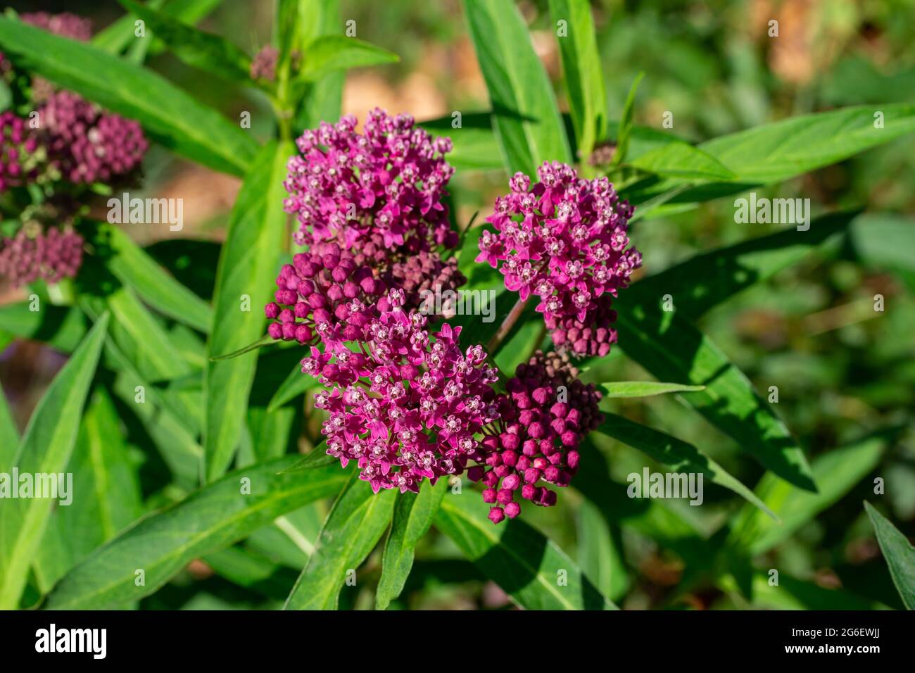 This image shows a macro abstract texture background of vibrant emerging rosy pink blossoms and buds on a swamp milkweed plant (asclepias incarnata) i Stock Photo