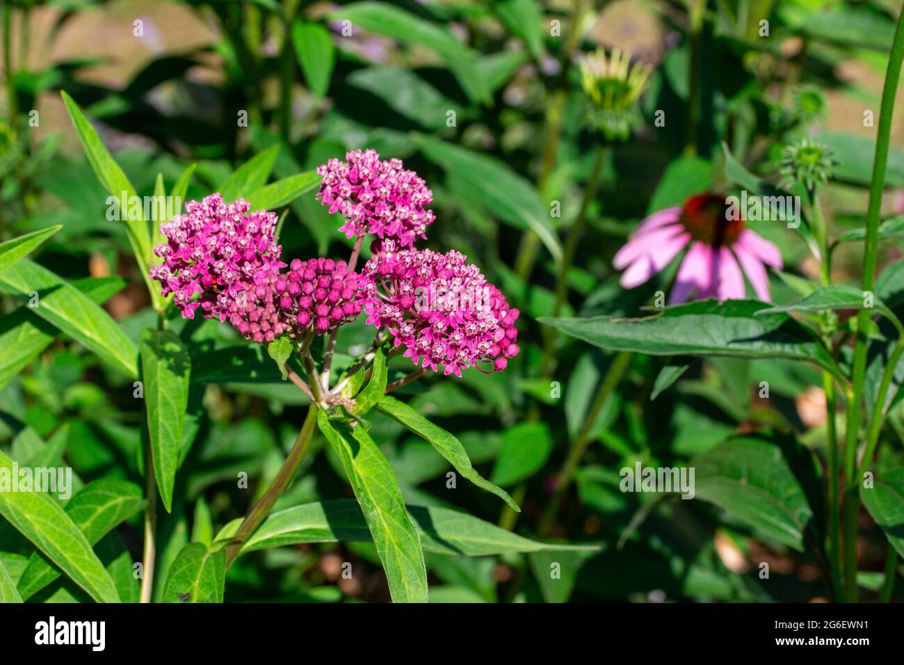 This image shows a macro abstract texture background of vibrant emerging rosy pink blossoms and buds on a swamp milkweed plant (asclepias incarnata) i Stock Photo