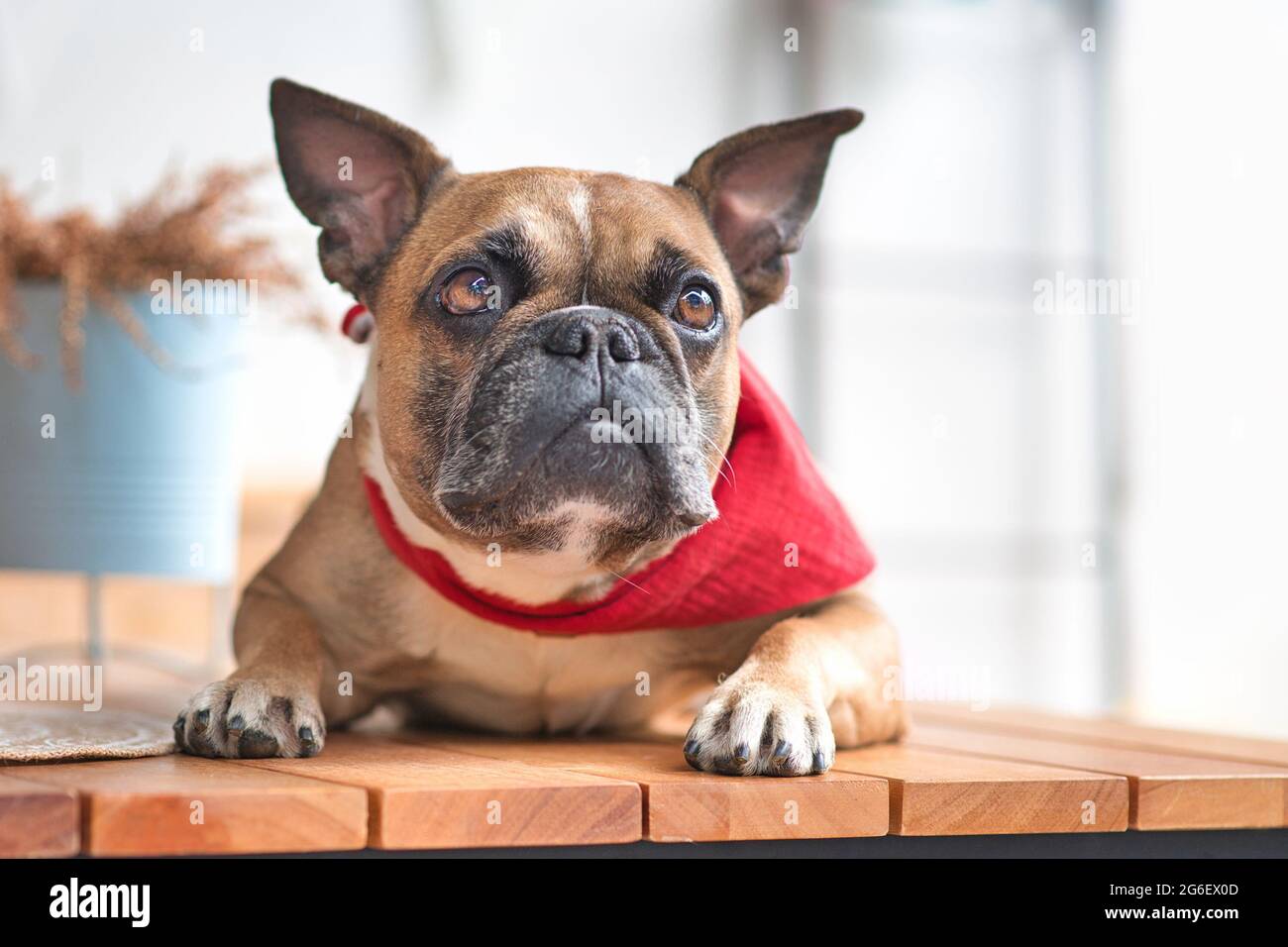 Curious French Bulldog dog with pointy ears wearing a red neckerchief while lying down Stock Photo