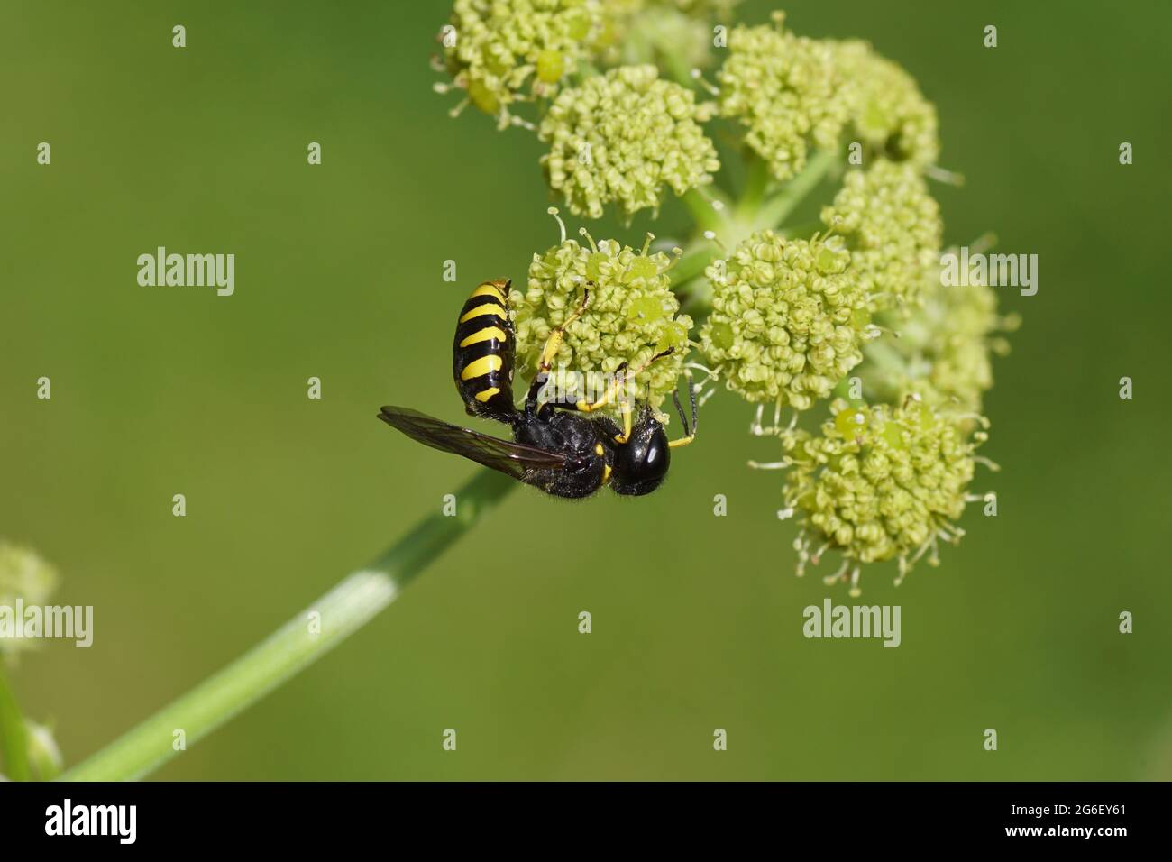 Wasp Ectemnius, family Sand wasps, digger wasps (Crabronidae ). On flowers of Lovage (Levisticum officinale) umbellifers family (Apiaceae, Stock Photo