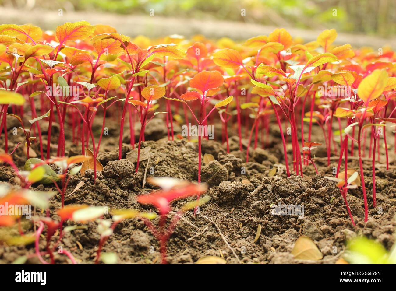 Photography of amaranthus gangeticus plant in agriculture field Stock Photo