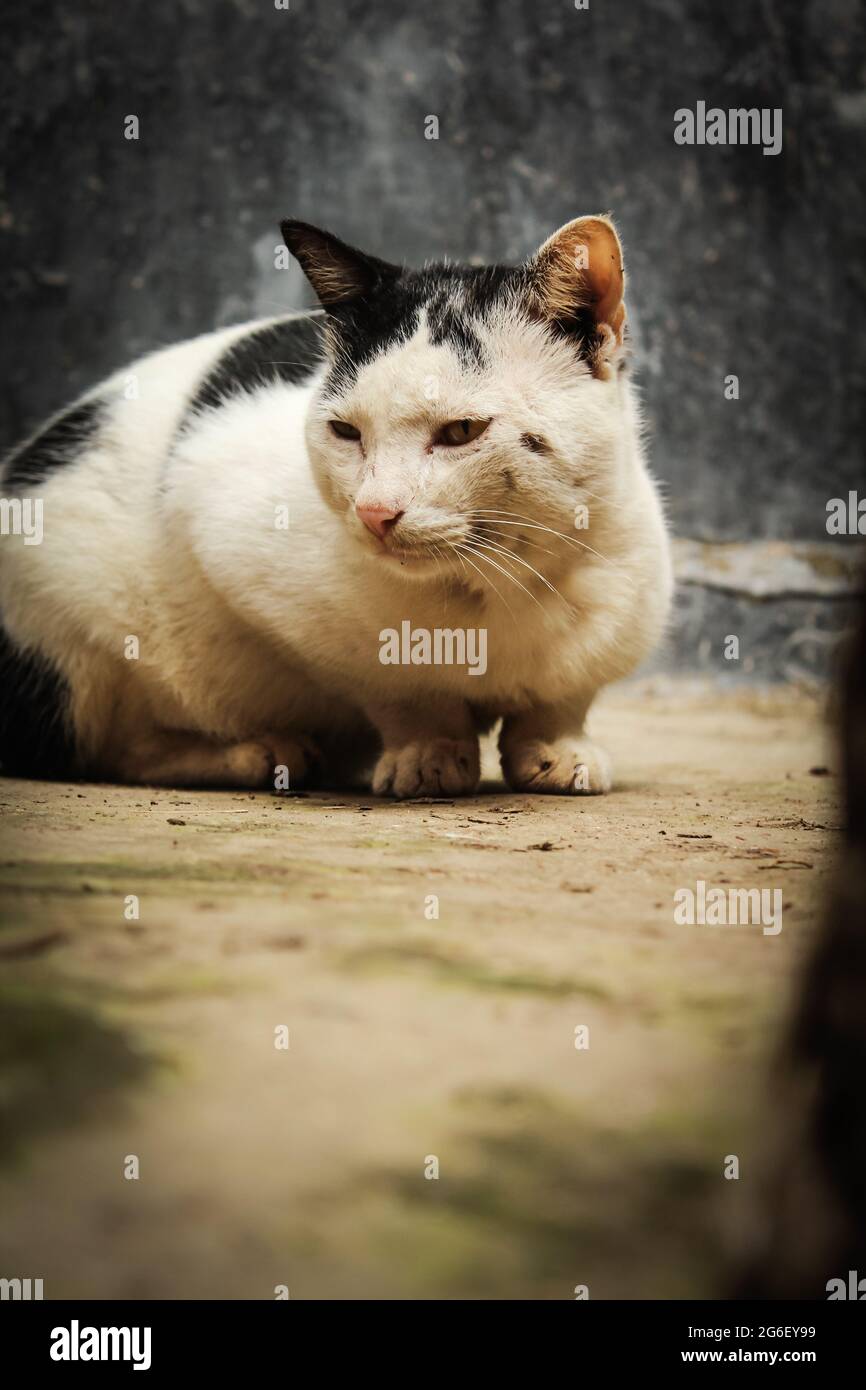 White cat sitting on concrete floor Stock Photo