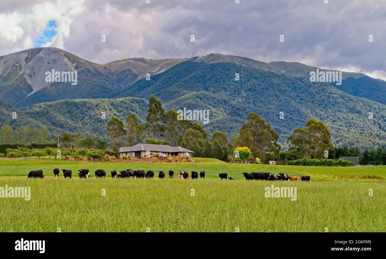 Methven, Canterbury New Zealand February 2, 2015 Dairy farm near