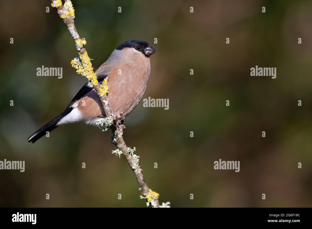 Female Bullfinch Stock Photo