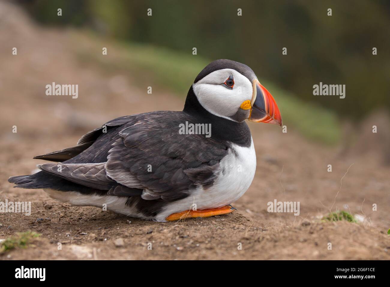 Atlantic Puffin Stock Photo