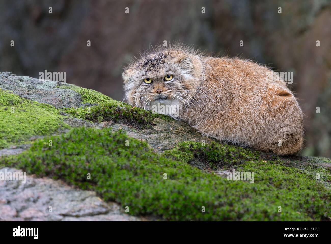Pallas cat Stock Photo