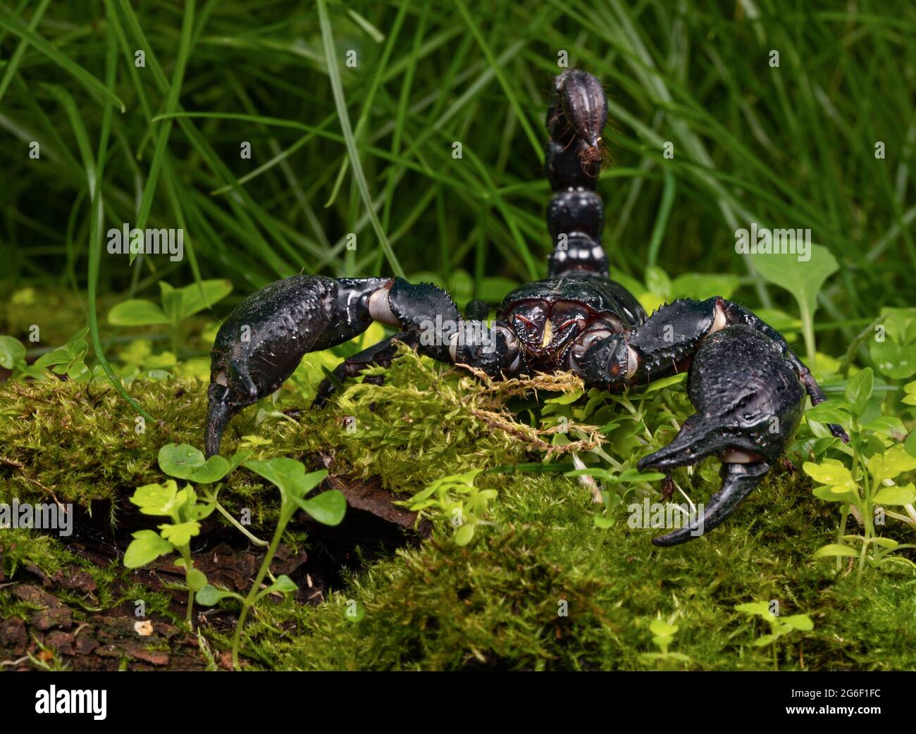Asian Forest Scorpion Stock Photo